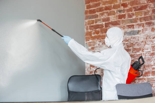 Best Black Mold Removal  in Jeffersontown, KY